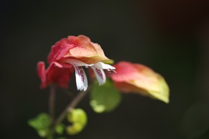 Shrimp Plant Bloom